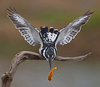 Salute...., branch, salute, fish, kingfisher HD wallpaper