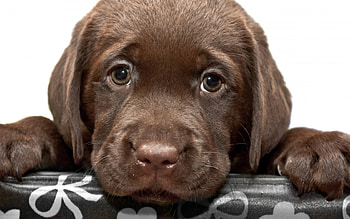 sweet, cute, puppy, labrador HD wallpaper