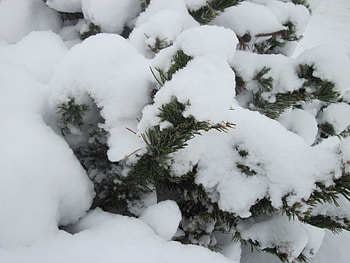 Winter wonderland in Alberta 03, winter, white, graphy, snow, green, tree HD wallpaper
