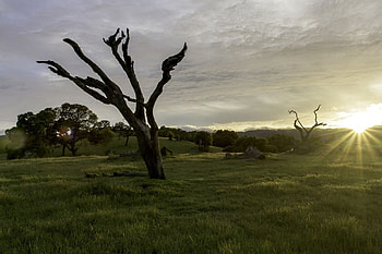 woodside, ca, nature, fun, field, sunset HD wallpaper
