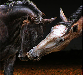 Friends, black white and brown, black and brown, horses, nuzzling HD wallpaper