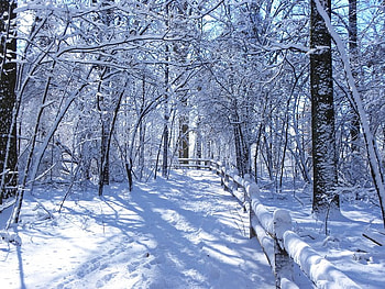 You Go This Way, trees, light, snow, path HD wallpaper