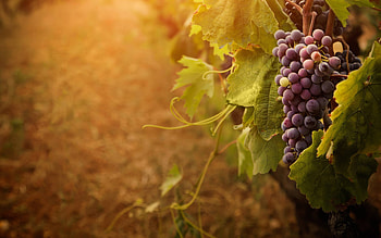 Autumn delights, brown, leaves, pretty, grapes, red, , nature HD wallpaper
