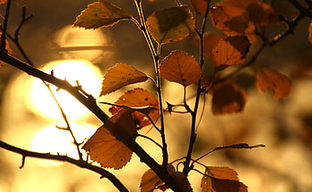Nature, Sun, Glare, Sheet, Leaf, Branch HD wallpaper