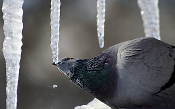 Animals, Ice, Bird, Sit, Dove HD wallpaper