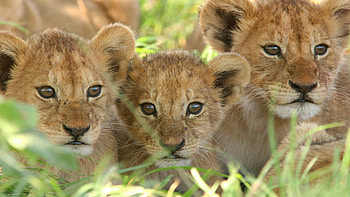 Curious baby lion cubs, Majestic feline, Tiny royalty, Endearing playfulness HD wallpaper