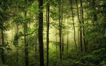 Misty Forest, mist, nature, forest, green HD wallpaper