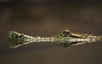 Animals, Water, Muzzle, Eyes, Crocodile, Dangerous HD wallpaper
