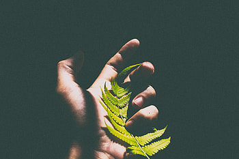 Dark, Hand, Fern, Sheet, Leaf, Shadow HD wallpaper