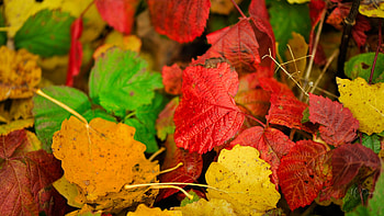 Fall Colors, leaves, bright, fall, colors, autumn HD wallpaper