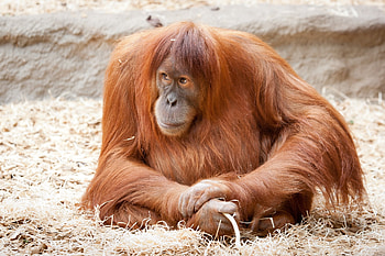 Animals, Sit, Monkey, Large, Big, Wool HD wallpaper