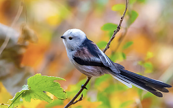 Long Tailed Tit, long tailed, bird, animal, leaves, tit, macro HD wallpaper