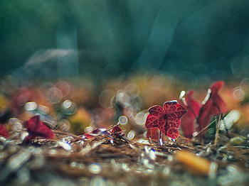 Leaves, Needle, Macro, Glare, Bokeh, Boquet HD wallpaper