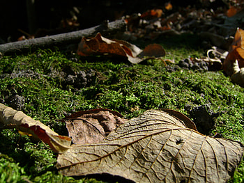Fall with Leaf and Moss, leaf, stick, moss, fall HD wallpaper