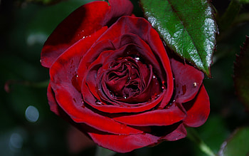 Plants, Flowers, Roses HD wallpaper