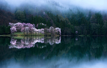 Spring trees, Sakura, Reflection, Blossom, Trees, Water HD wallpaper