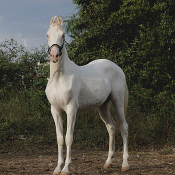 Nukra Horse, animals, horses HD phone wallpaper