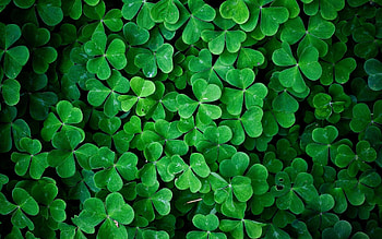 Clover, Irish Shamrock HD wallpaper