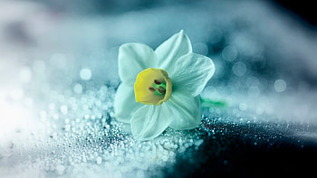Daffodil Flower Petals Drops, flower, petals, drops HD wallpaper