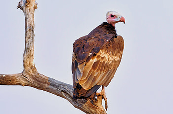 Hooded vulture, Kafue Zambia, Majestic bird, Wildlife beauty HD wallpaper