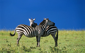 Animals, Sky, Zebra, Two HD wallpaper
