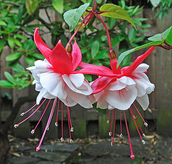 Fushia, garden, nature, flower HD wallpaper