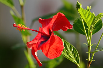 of a Vibrant Red Hibiscus Flower in Nature, hibiscus, nature, red flower, plant HD wallpaper