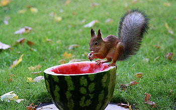 Watermelon, Animals, Squirrel, Food, Grass, Autumn, Leaves HD wallpaper