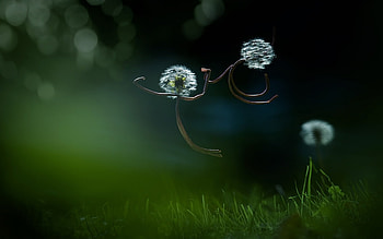 Beautiful flowers, fliyng, flowers, cake, Skay HD wallpaper
