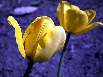 Flowers, Buds, Tulip HD wallpaper