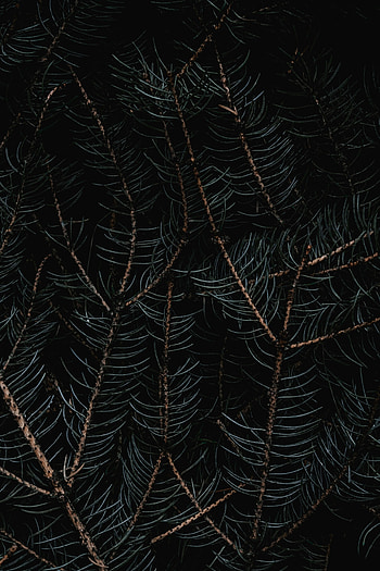 Macro, Dark, Branches, Needles HD phone wallpaper