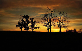 Trees, Background, Dark, Shadow HD wallpaper