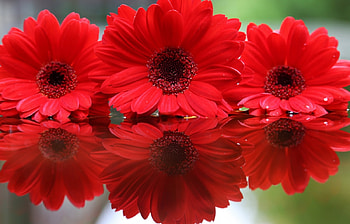 Plants, Flowers HD wallpaper
