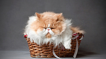 Furry Cat, animal, Cat, pussy, Furry HD wallpaper