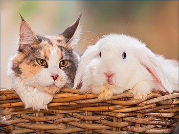 Always together, kitten, sweet, kitty, cute, cat, bunny, basket, adorable, always, friends, together, rabbit HD wallpaper