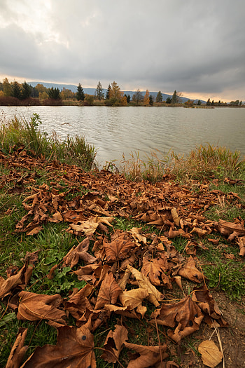 Nature, Trees, Autumn, Leaves, Lake HD phone wallpaper