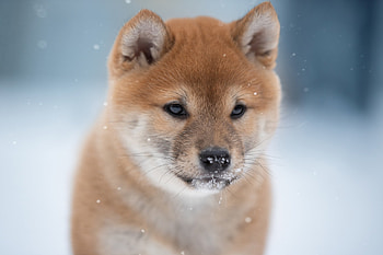 Hokkaido Dog, Shiba inu HD wallpaper