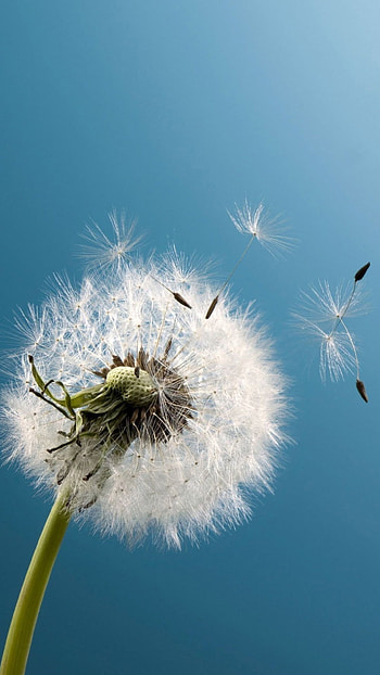 Edible plant seeds, Dandelion seeds, Botanical , Nature's bounty HD phone wallpaper