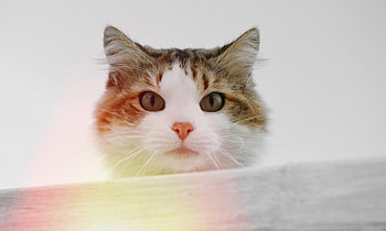Cat, kitten, kitty, cats, cute, sleepy, sleeping, beauty, animals, hat, sweet, beautiful, paws, cat face, pretty, face, lovely HD wallpaper