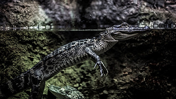 African crocodile, , Wild nature, Exquisite beauty HD wallpaper