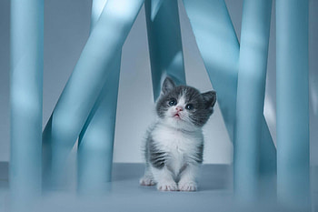 Kitty, animal, cat, paw, purr HD wallpaper