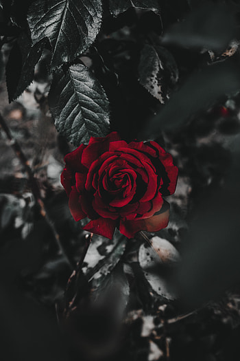 Flowers, Flower, Plant, Rose Flower, Rose, Close-Up HD phone wallpaper