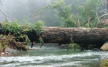 Broken trunk, nature, trunks HD wallpaper