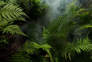 Dense green ferns with mist in a tropical rainforest setting, creating a fresh and lush atmosphere. HD wallpaper