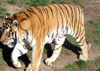Tiger, tigers, animals HD wallpaper