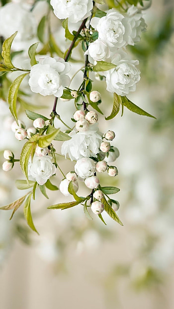 White Flowers, Adorable Flowers, White Flowers adorable HD phone wallpaper