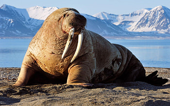 Walrus , Marine mammal beauty, Oceanic grace, Amazing backgrounds HD wallpaper