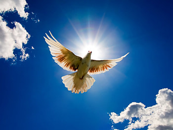 Beautiful Dove Rising to Sky, birds, dove, sky, beautiful HD wallpaper