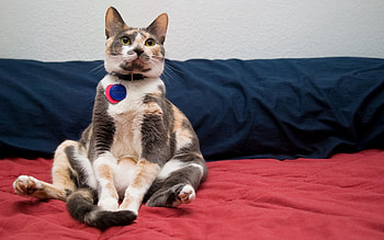 Funny, Animals, Sit, Cat, Spotted, Spotty, Collar HD wallpaper