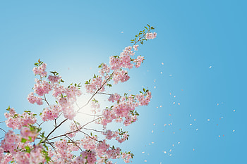Blossom Flowers, blossom, flowers, nature HD wallpaper